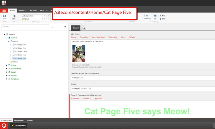 cat-page-five-sitecore