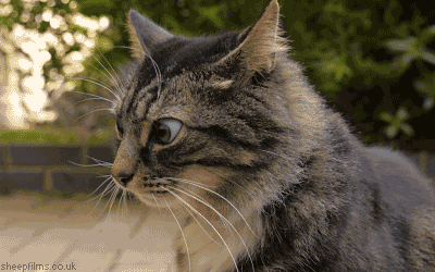 disgusted-cat.gif